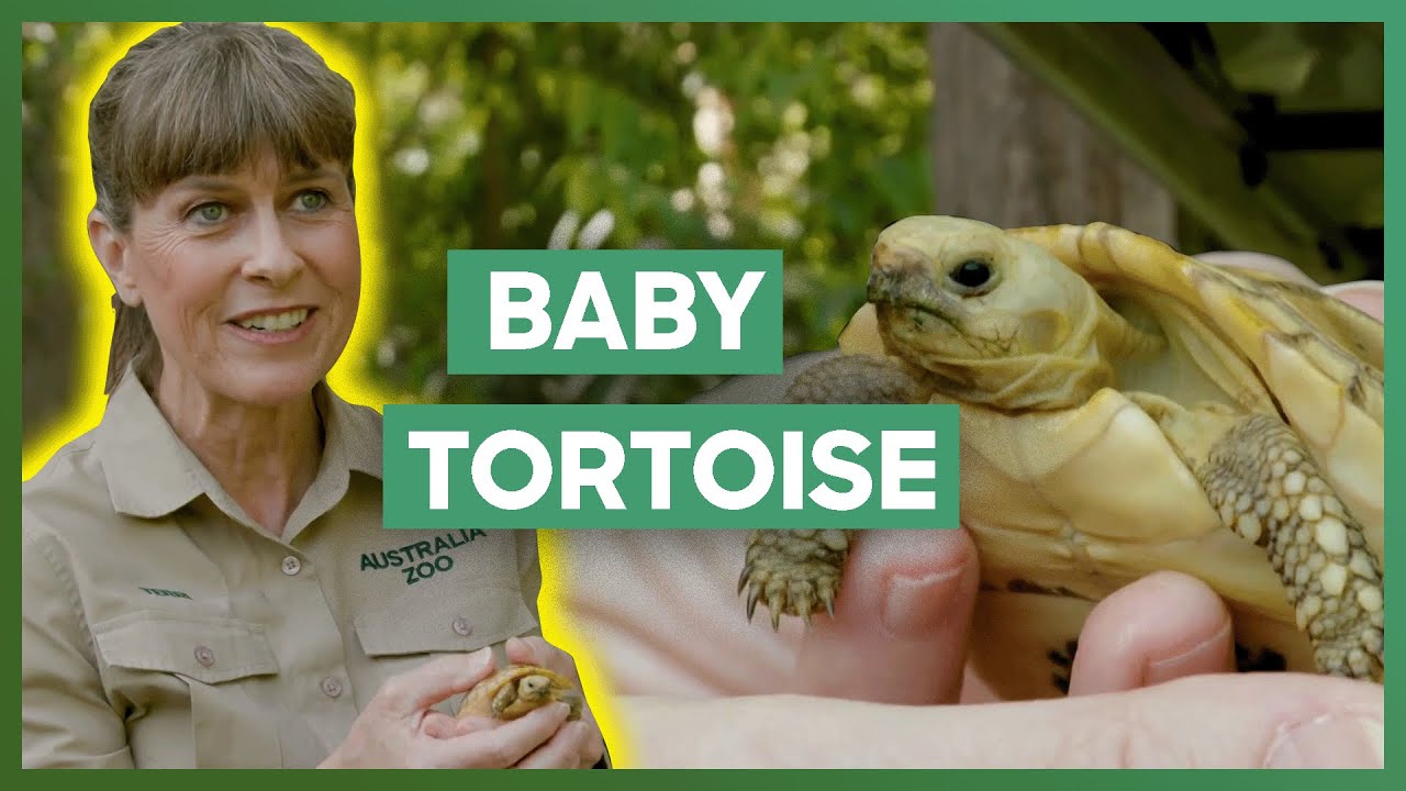 A Baby Elongated Tortoise Joins The Zoo! | Crikey! It's The Irwins