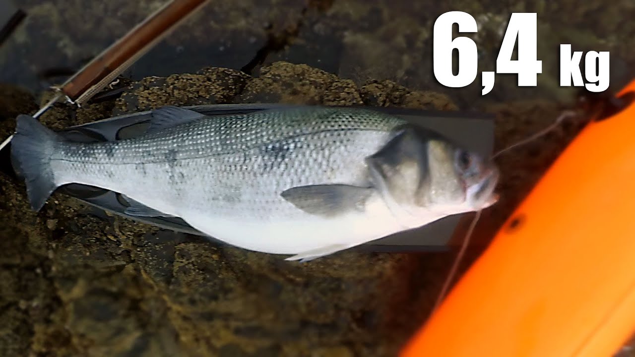 Gran Robalo en grieta (6,4kg)- spigolona in tana - big sea bass
