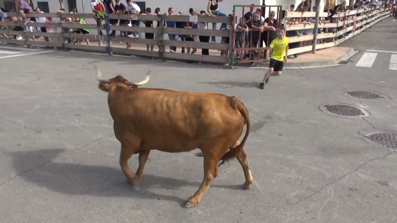 2ª PARTE VACAS Y CAPONES EN FONTELLAS ARRIAZU 16- 06- 2024