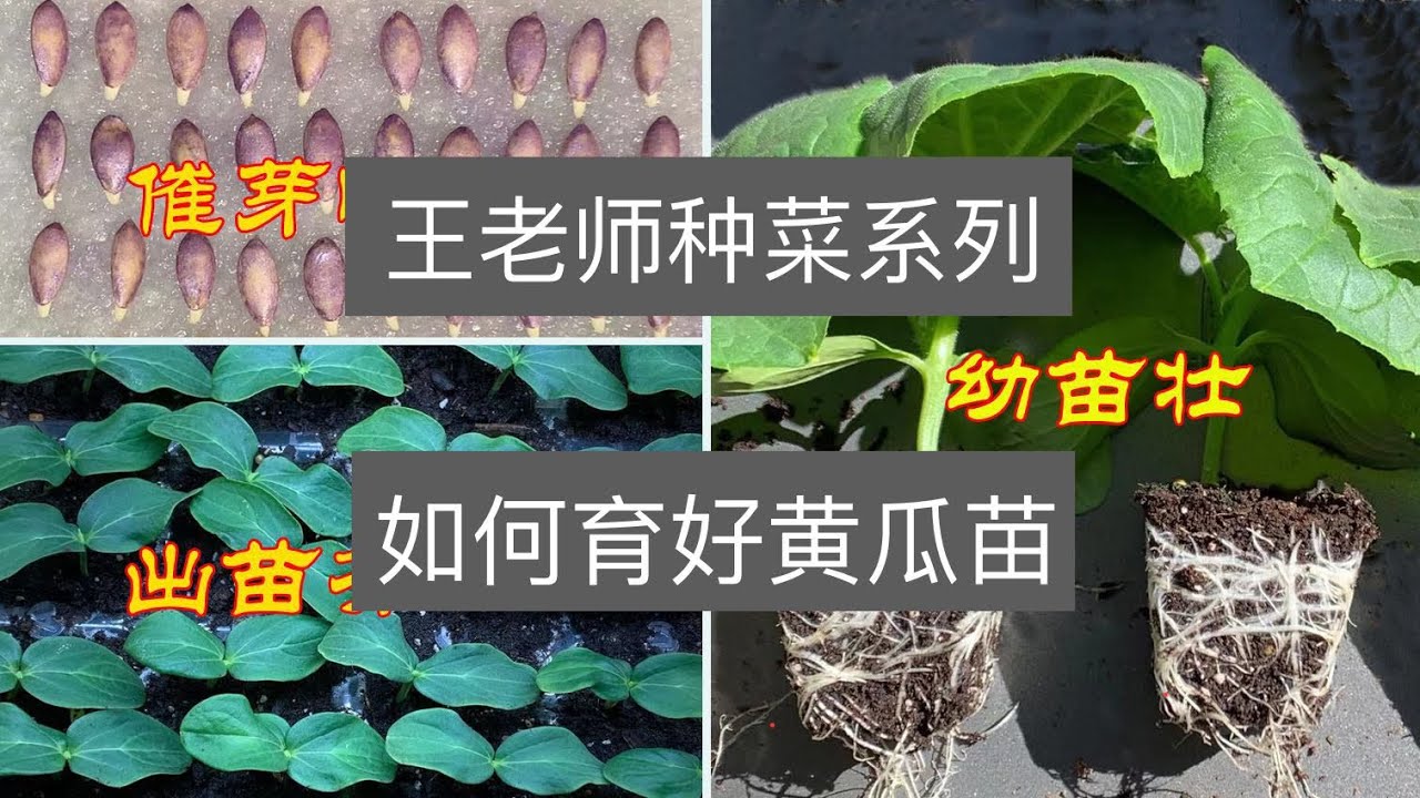王老师种菜：如何育好黄瓜苗:催芽快，出苗齐，幼苗壮