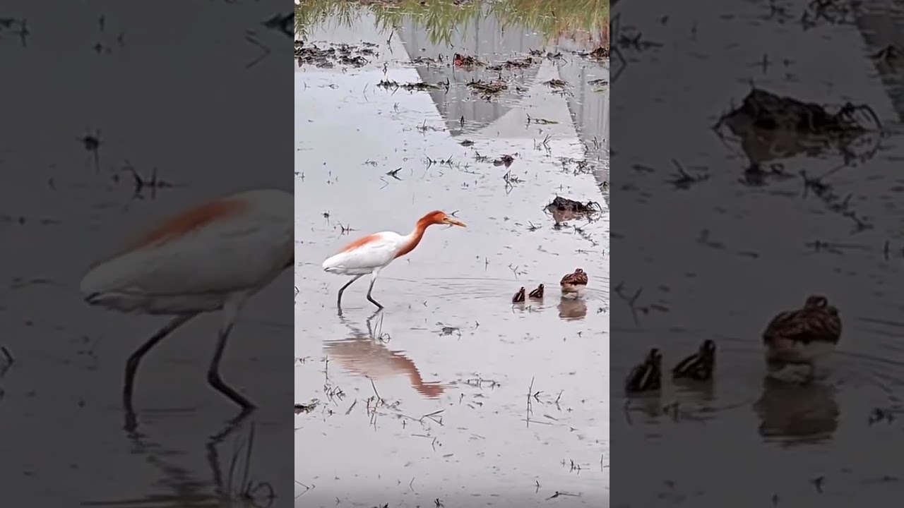 Heron bad bird stealing other baby bird
