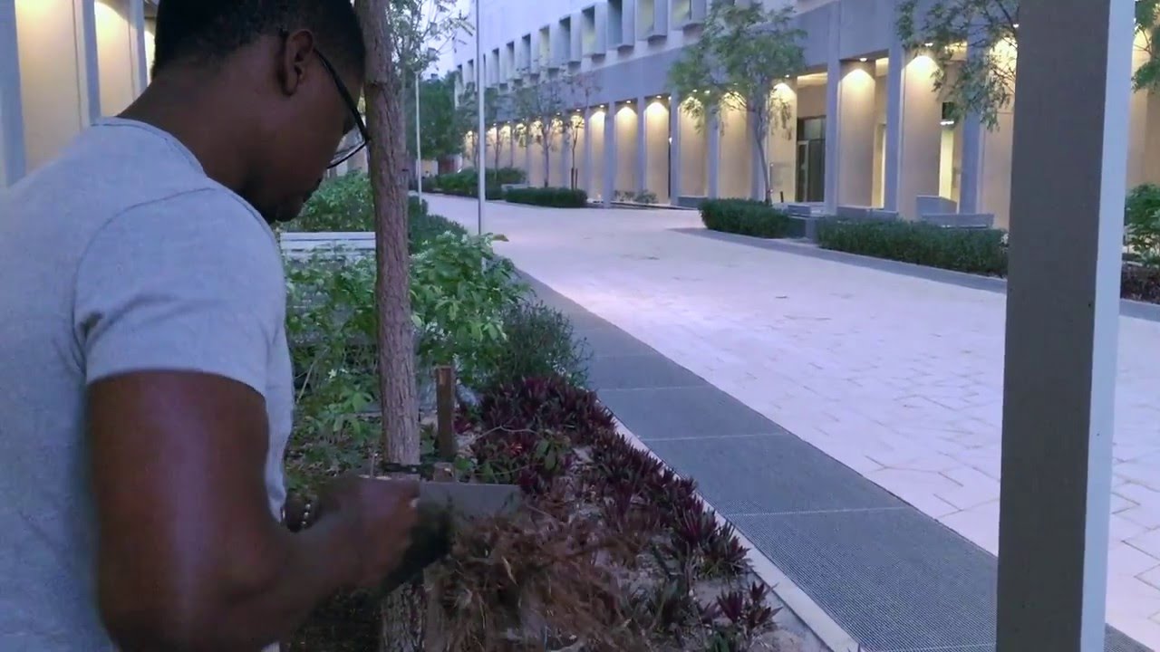 Xylem-Based Water Filter
