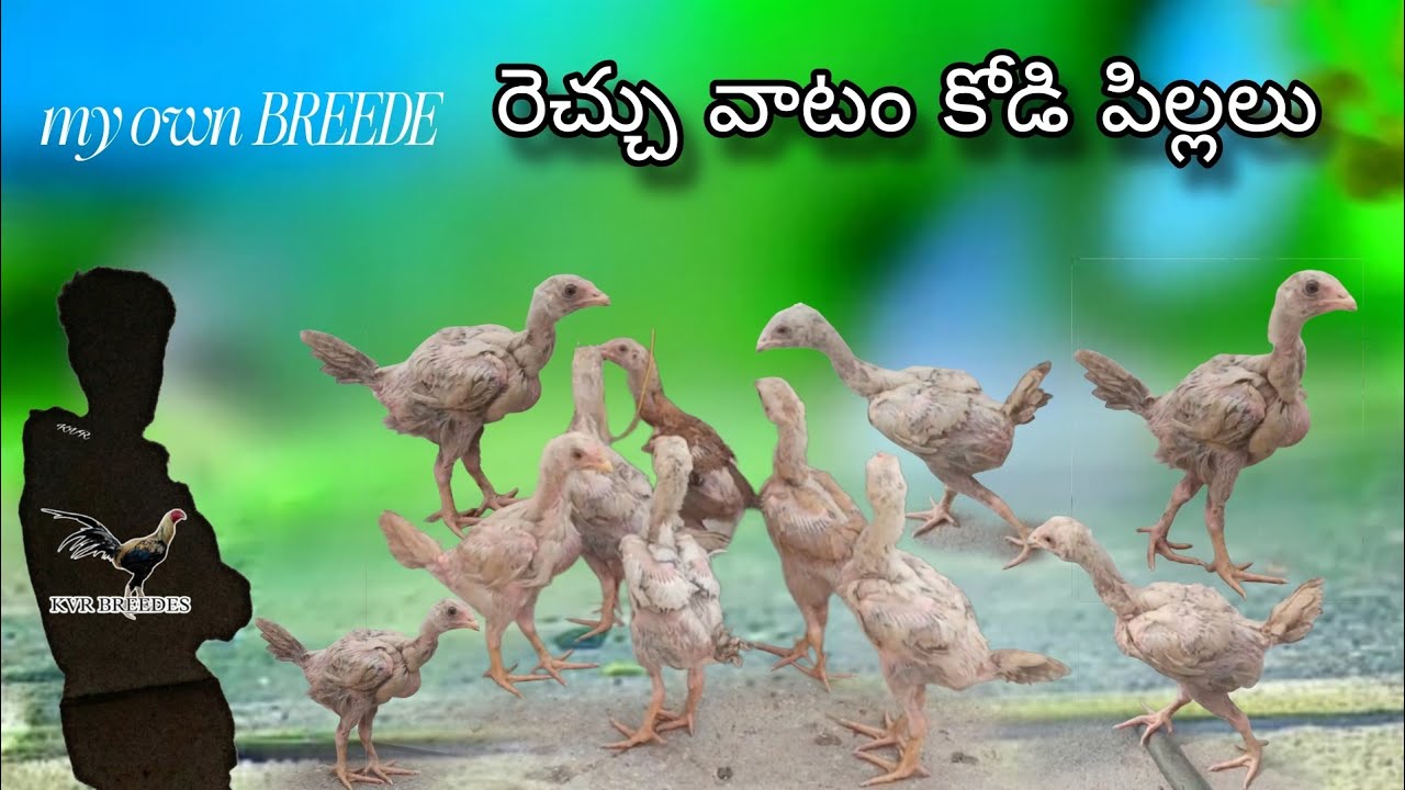 #KVR BREEDES venkat#peru cross#rich watan chicks#bhimavaram chicks#chiken#viral videos 