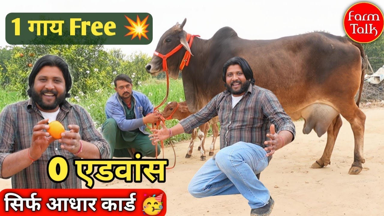 धमाका ऑफर! 😱 1 गाय बिल्कुल FREE | 8 गायों की सेल, 5 के साथ बछड़ी | बिना 1 रुपया दिए घर मंगवाएं! COD 