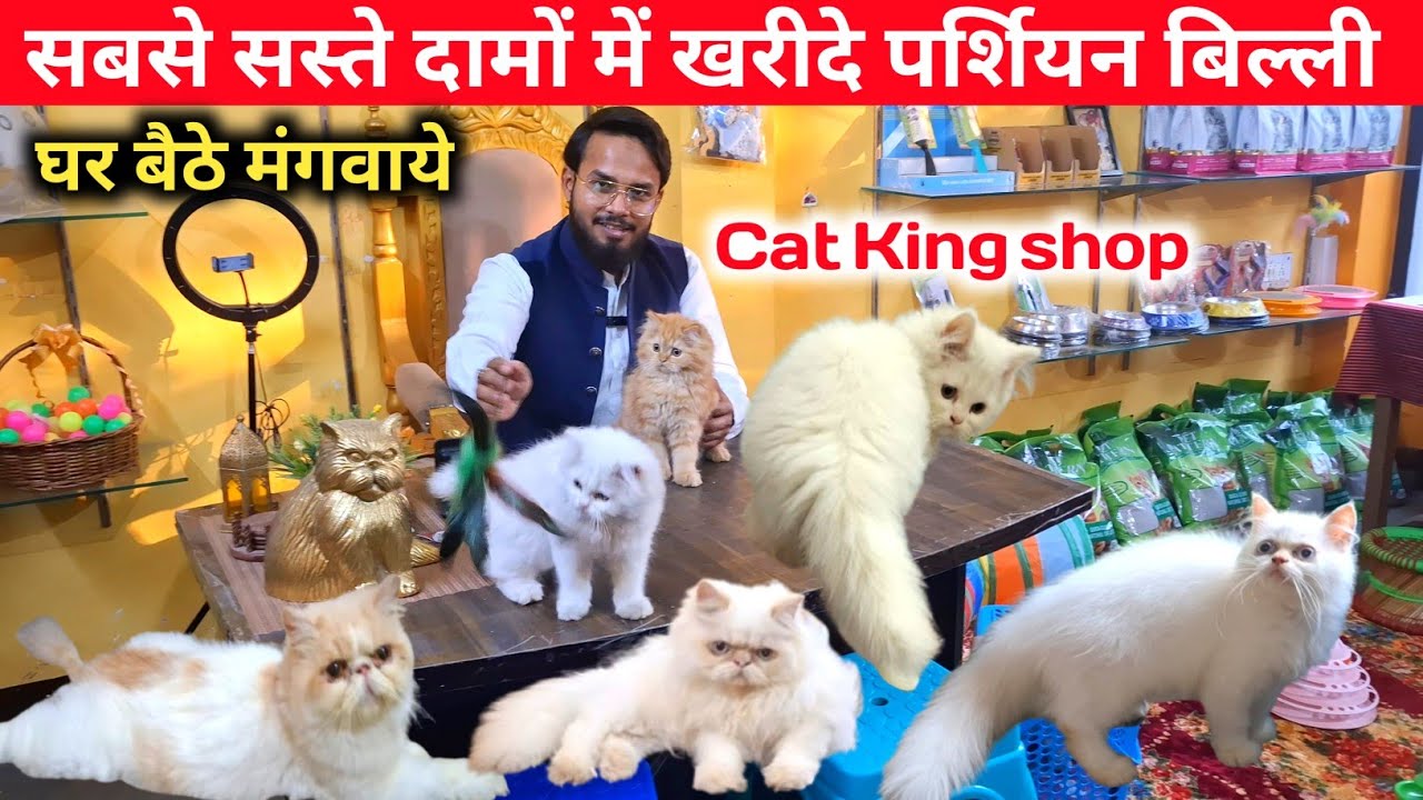 सस्ते दामों में खरीदे पर्शियन बिल्ली|Persian Kittens |Pet shop Lucknow|Persian Kittens shop Lucknow 