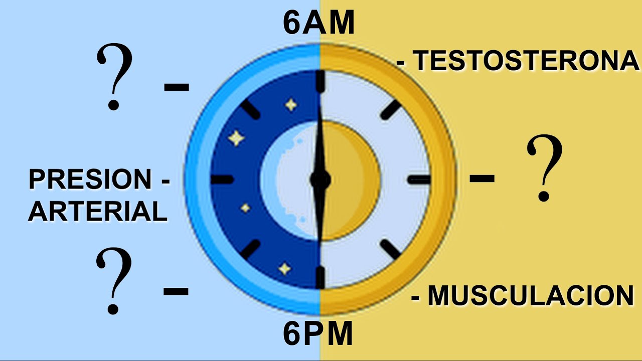 SABES QUE PASA EN TU CUERPO A CADA HORA???
