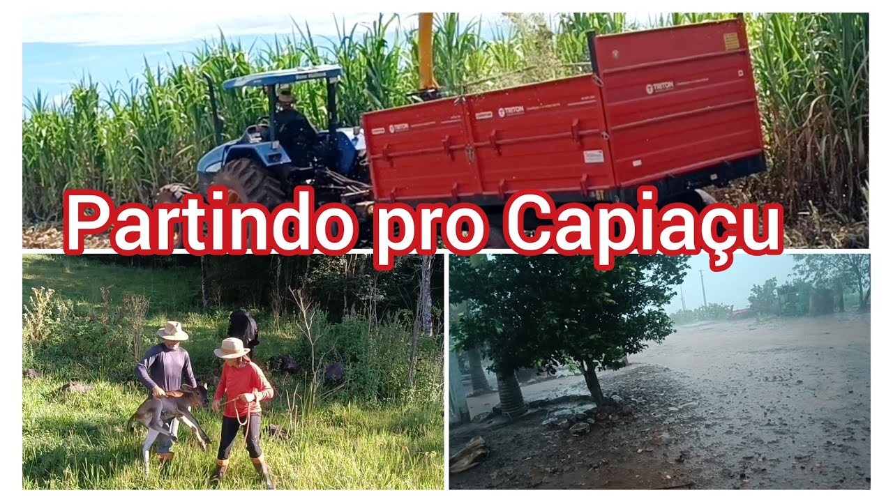 Novilha criou # partindo pra silagem de Brs Capiaçu # encerrando com um temporal 😯.