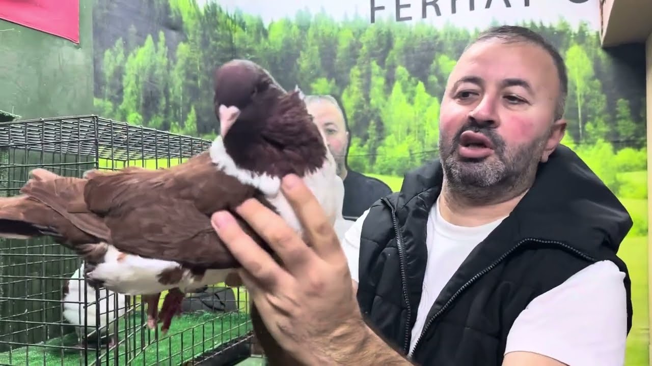 NEFES KESEN O GÜVERCİNLER   O KADAR KALİTE Bİ ARADA 