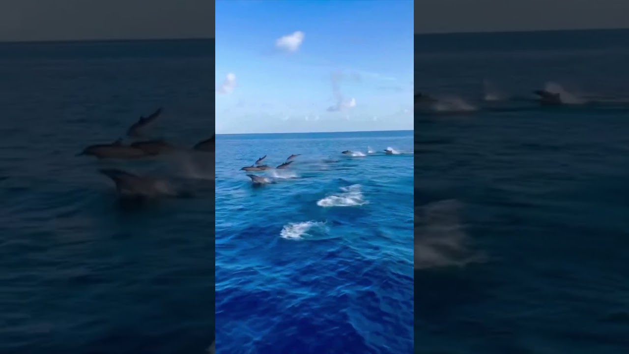 Dolphin group|Why do dolphins jump out of water.