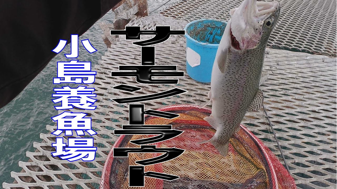 管釣り　小島養魚場　2024年3月9日　サーモントラウト