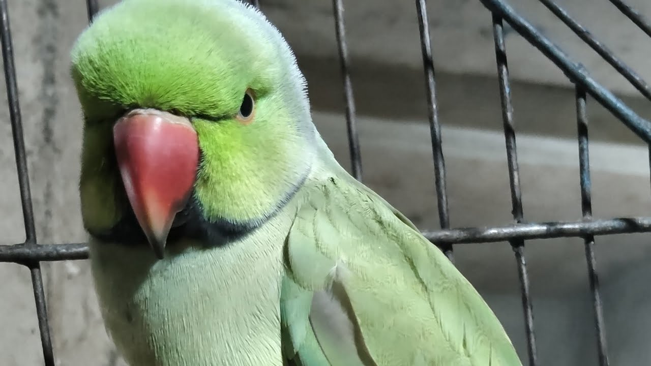 Aaj mere mithu ne dil khol kar nahaliya🦜🦜🦜 #mithu #parrot #mithukibatain #viral #video #birds 