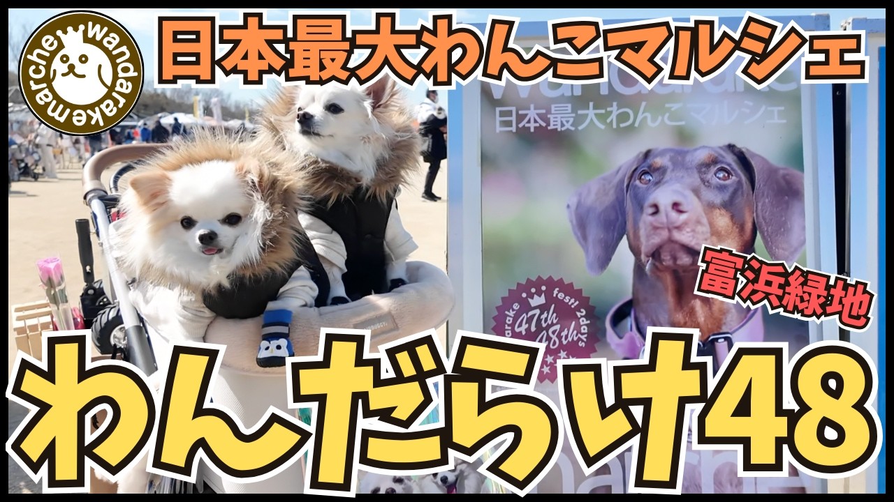 【わんだらけ48🐶】初開催‼︎ 日本最大わんこマルシェが最高に楽しすぎた‼︎
