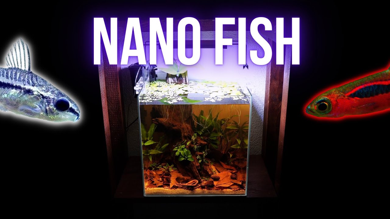 New NANO fish CHILI RASBORA and PYGMY CORYDORAS for LOW TECH aquarium | EP2 BLACKWATER CUBE AQUARIUM