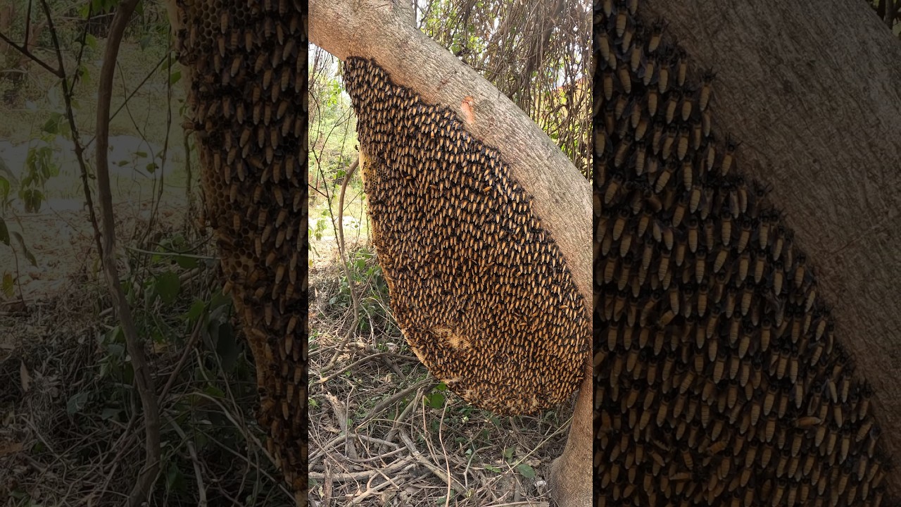 A wonderful scene of extracting honey from the beehive #beehive #honey #nature #youtubeshorts