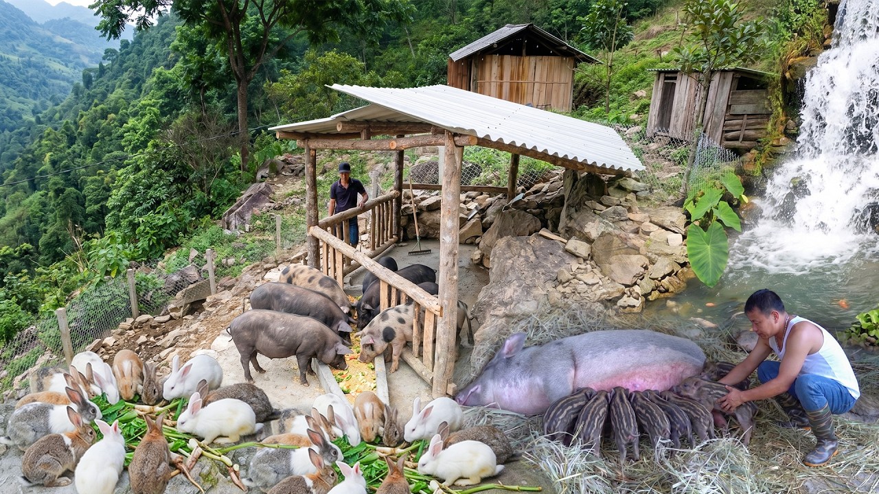 Full Video: 45 Days Retired Teacher Renovates Rocky Plateau | Building Toilets & Bathrooms...