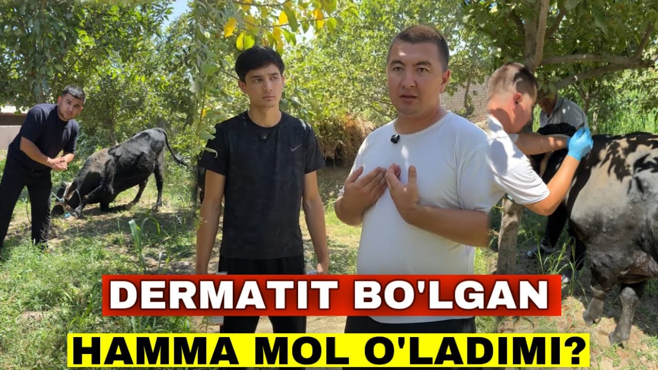 Бу Касаллик Ростан Молларни Улдирадими? 3 Кунда Мол Тузалди Негативлар Курсин!