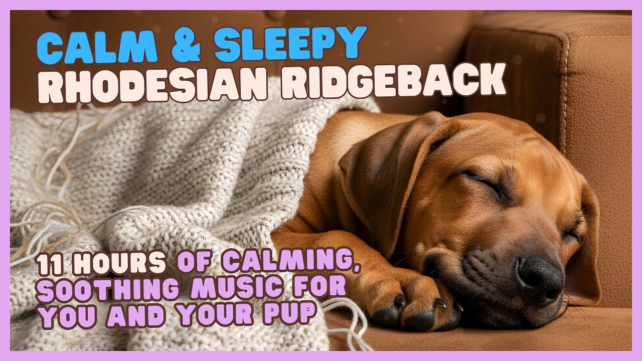 🐶 ☁️ 😌 Gentle Sounds for Calm, Stress & Anxiety Relief for Rhodesian Ridgebacks, &  Humans too