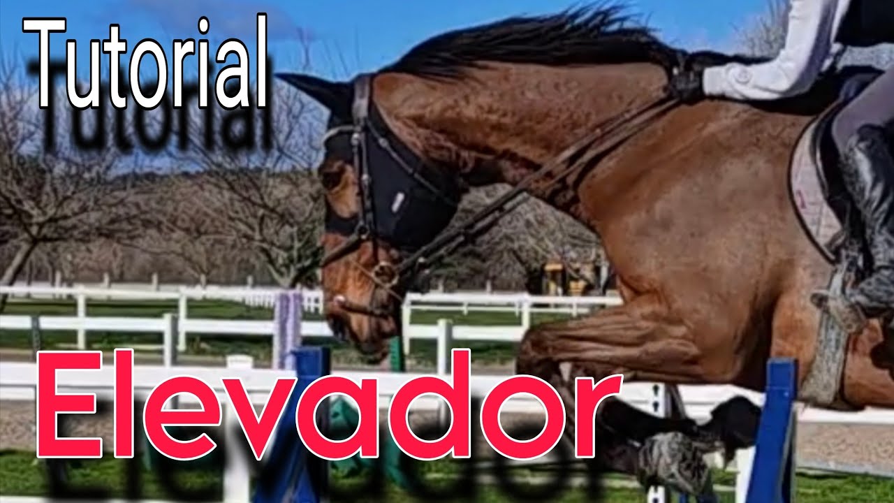 Tutorial: Cómo montar un filete elevador en la cabezada de trabajo