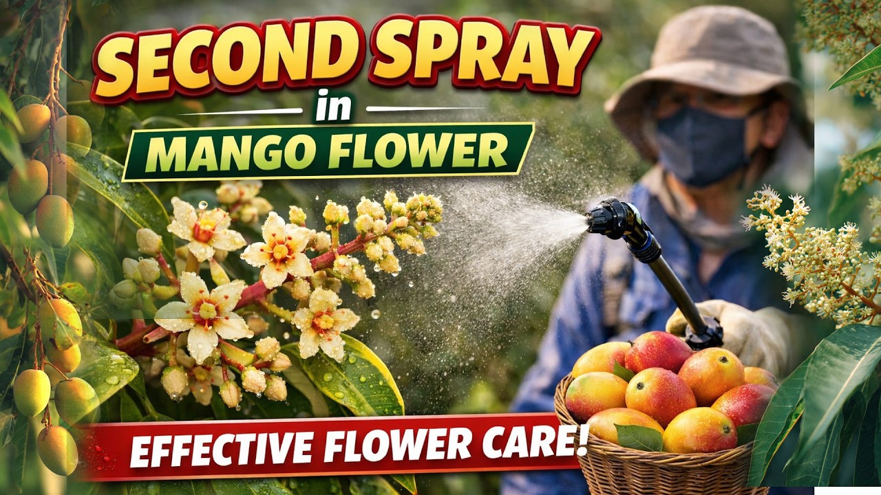 Mango Flower Second Spray | आम के फूल में दूसरा स्प्रे | Fruit Set बढ़ाने का सही तरीका #mangocrop