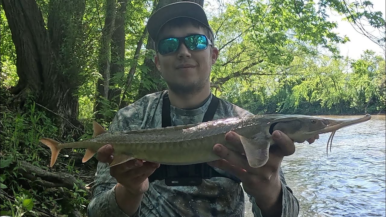 Root River Shovelnose Sturgeon!!