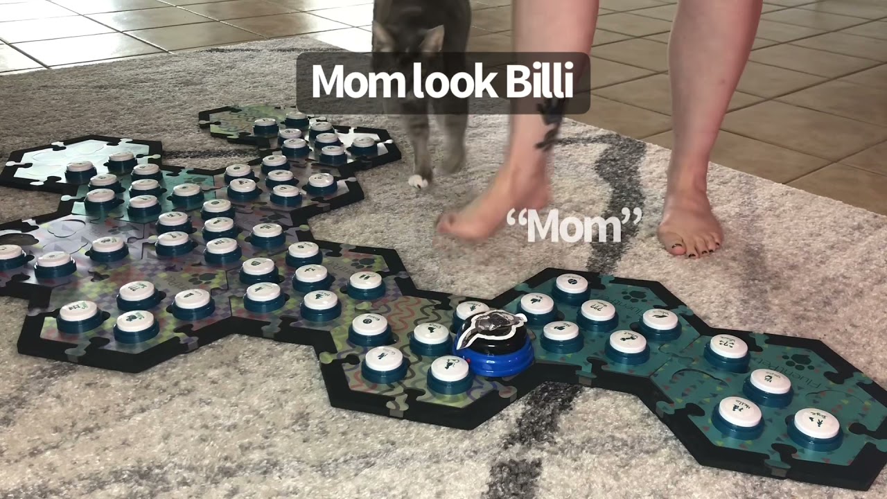 More Pets, Yes | BilliSpeaks