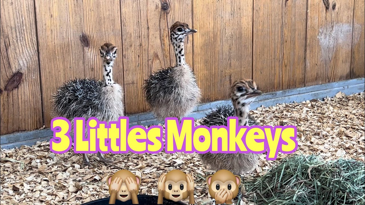 Baby Ostriches Take a Mini-Getaway from Debbie and #HeyCarl