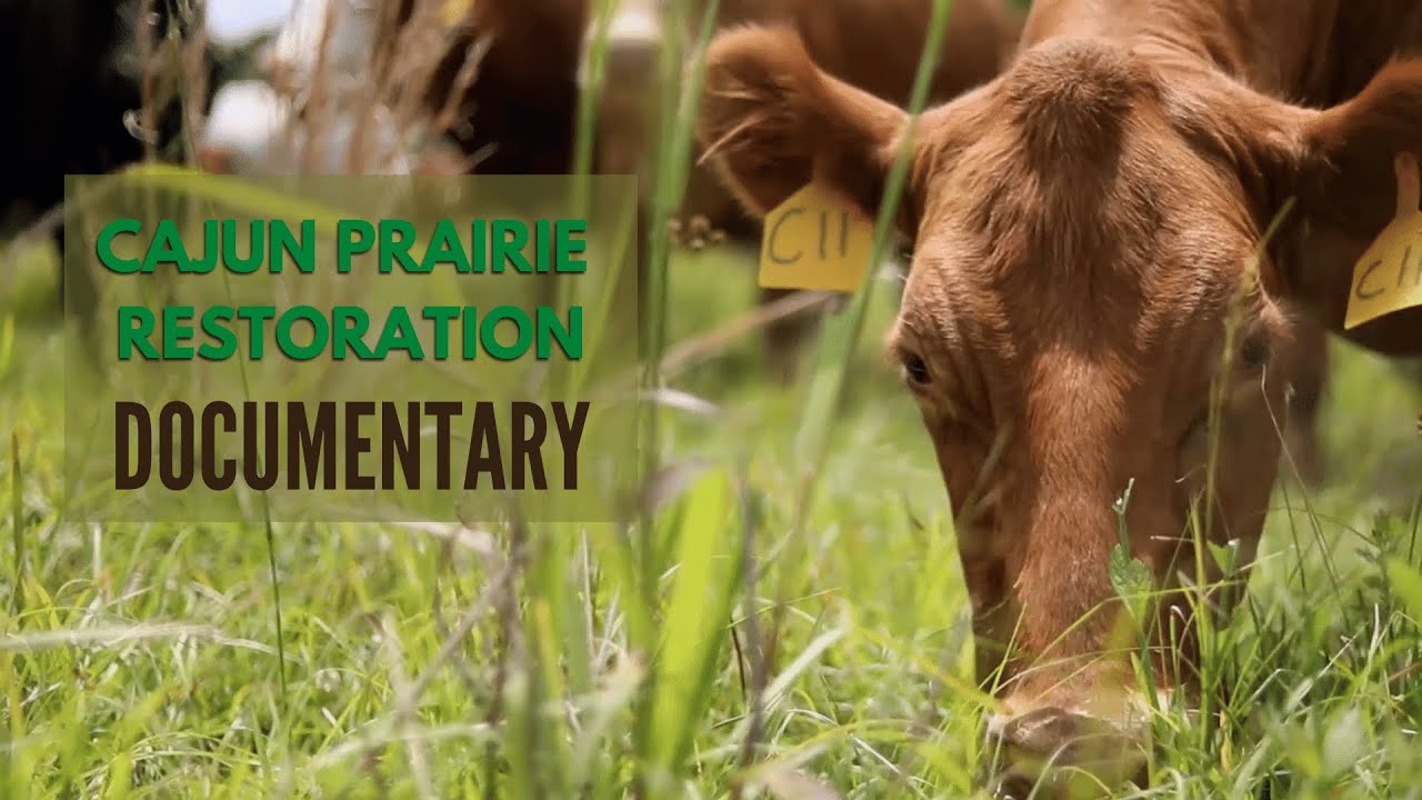 Restoring the Cajun Prairie Documentary