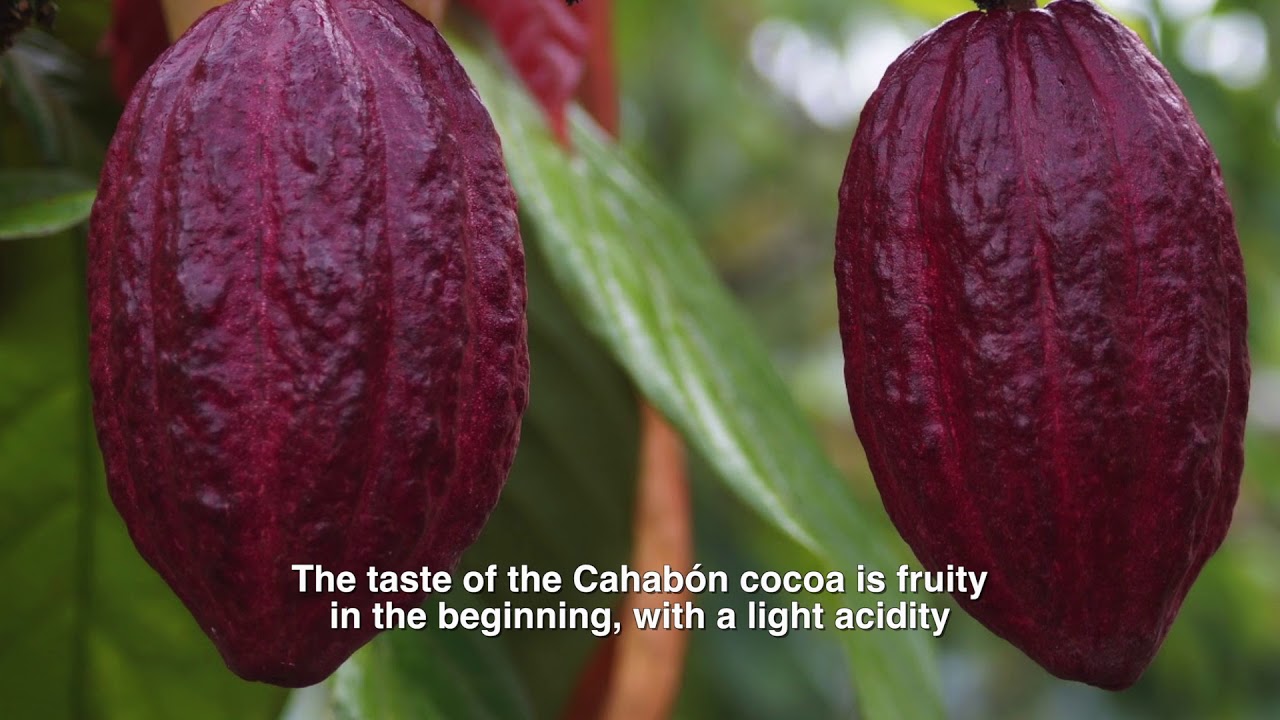 Regiones productoras de cacao fino en el Norte de Guatemala