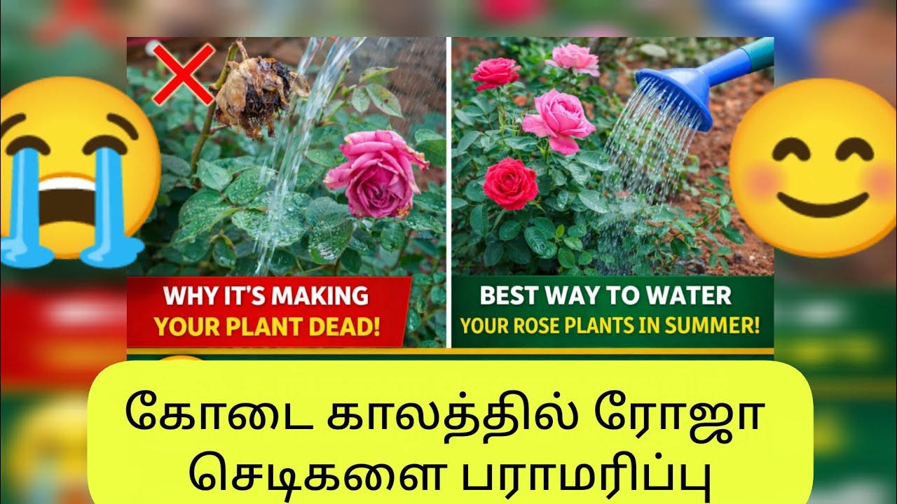 இது தெரிஞ்சா போதும் இனிமே தண்ணி ஊத்துற பிரச்சனையே இருக்காது#water for rose#trendy#onlinenursery#low 