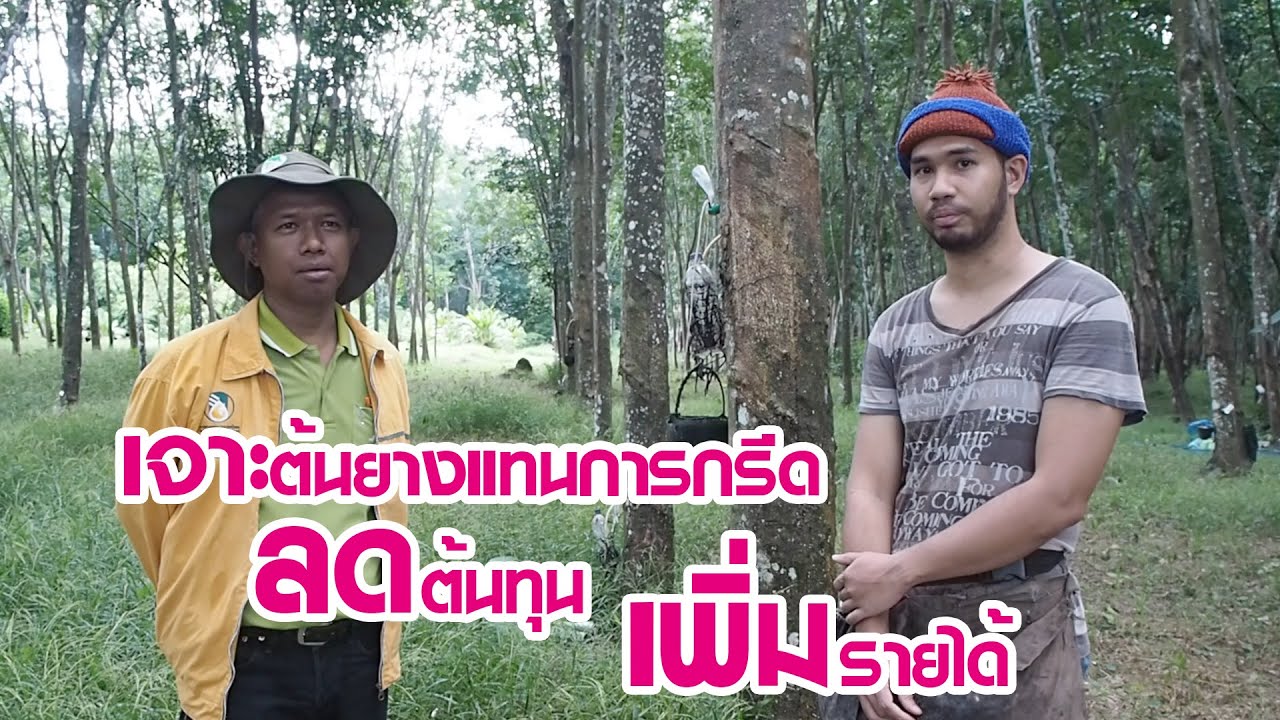 การใช้แก๊สเอทิลีนร่วมกับการเจาะต้นยาง
