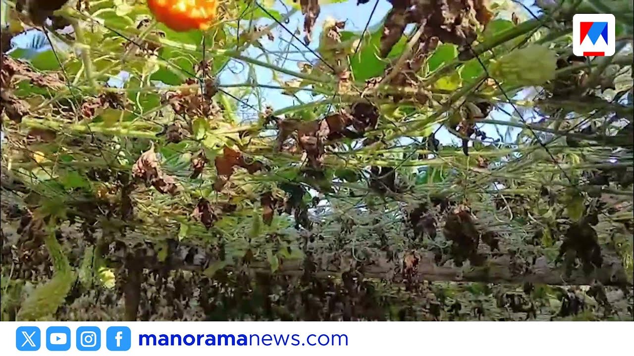 മറവൻതുരുത്തിൽ പഞ്ചായത്തിന്‍റെ അനാസ്ഥ: ഓരുമുട്ട് സ്ഥാപിക്കാത്തതിനാൽ 30 കർഷകരുടെ കൃഷി നശിച്ചു