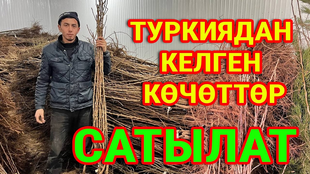 ТУРКИЯДАН келген 10,000 түп көчөттөр САТЫЛАТ ~ Жерин БАК кылам дегендер ШАШЫЛЫҢЫЗДАР