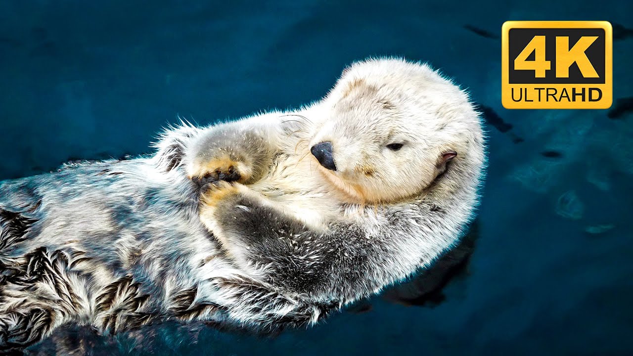 OTTER - ONE OF MY BEST FRIENDS  (4K)