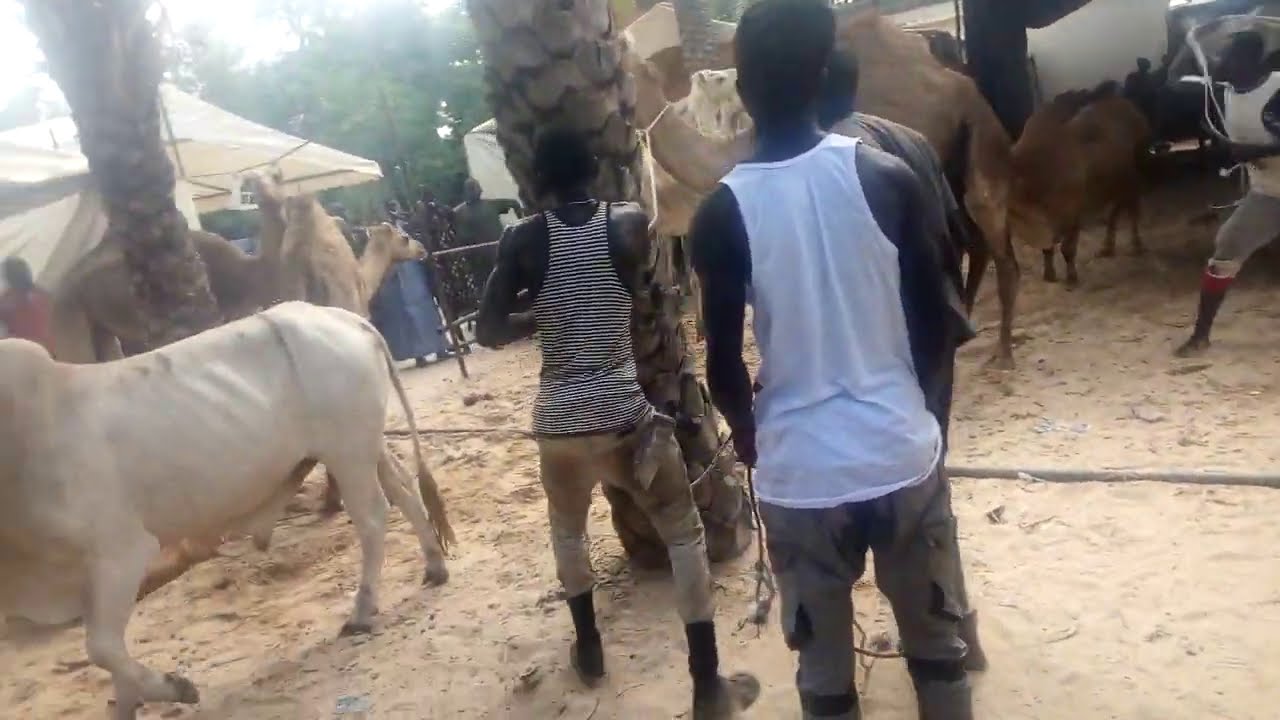 arrivé des bœuf  et les dromadaire chez  Serigne saliou Mbacké regardez