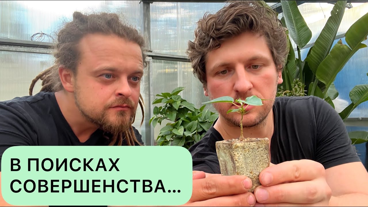 ПЕРЕСАДКА МИНИАТЮРНОГО ФИКУСА ПАЛМЕРА В ATTRACTIVE POT MODEL 42. ВАНЯ ЖУКОВ, ГЕОРГИЙ АРИСТОВ
