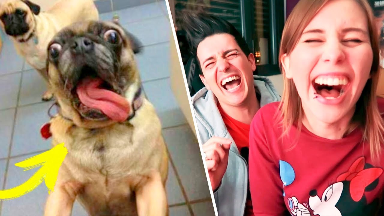 LOS ANIMALES MAS GRACIOSOS DE INTERNET