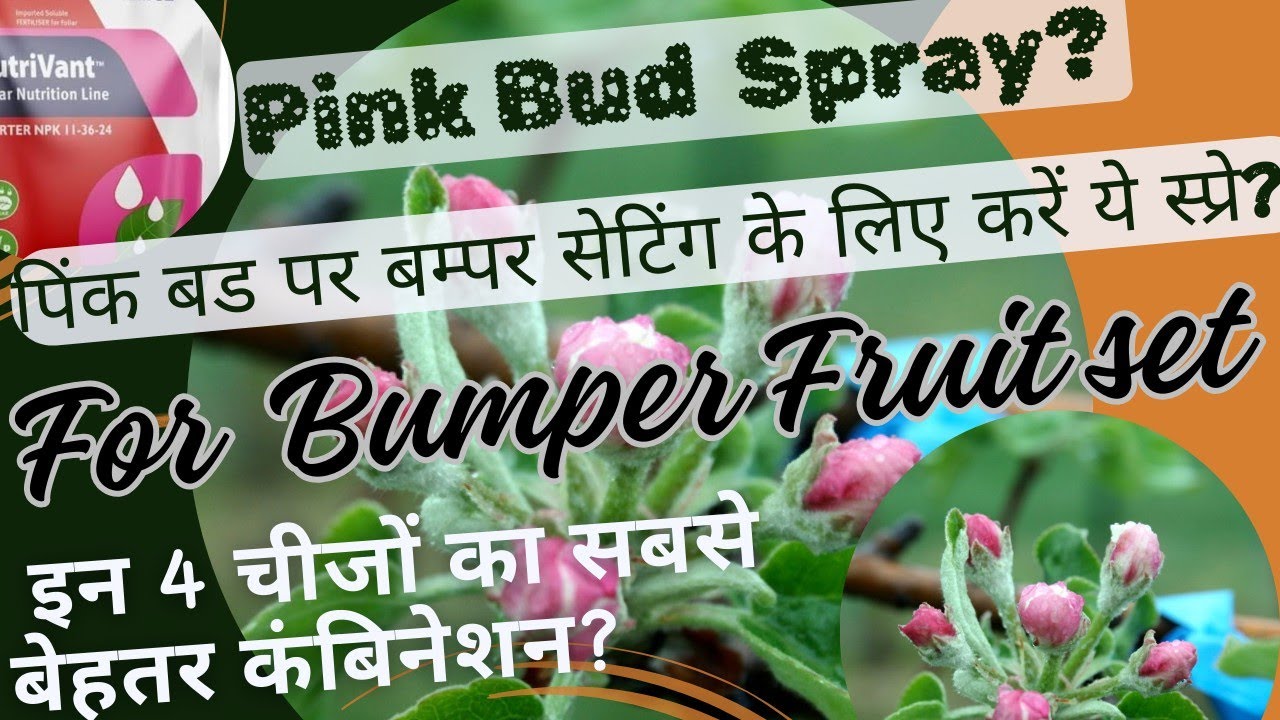 Pink Bud Spray!2024! All in One information! पिंक बड पर बम्पर सेटिंग के लिए करें ये खास स्प्रे!