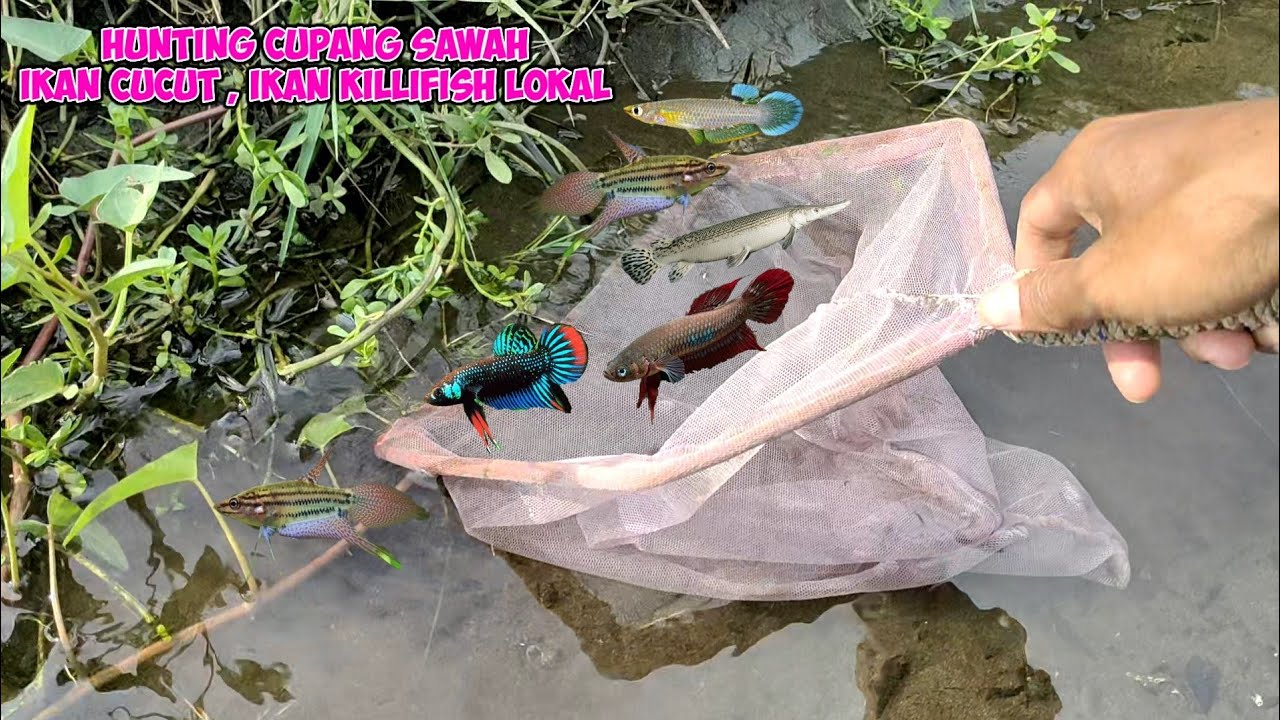 berburu cupang sawah ikan aligator mini dan ikan killifish lokal diselokan