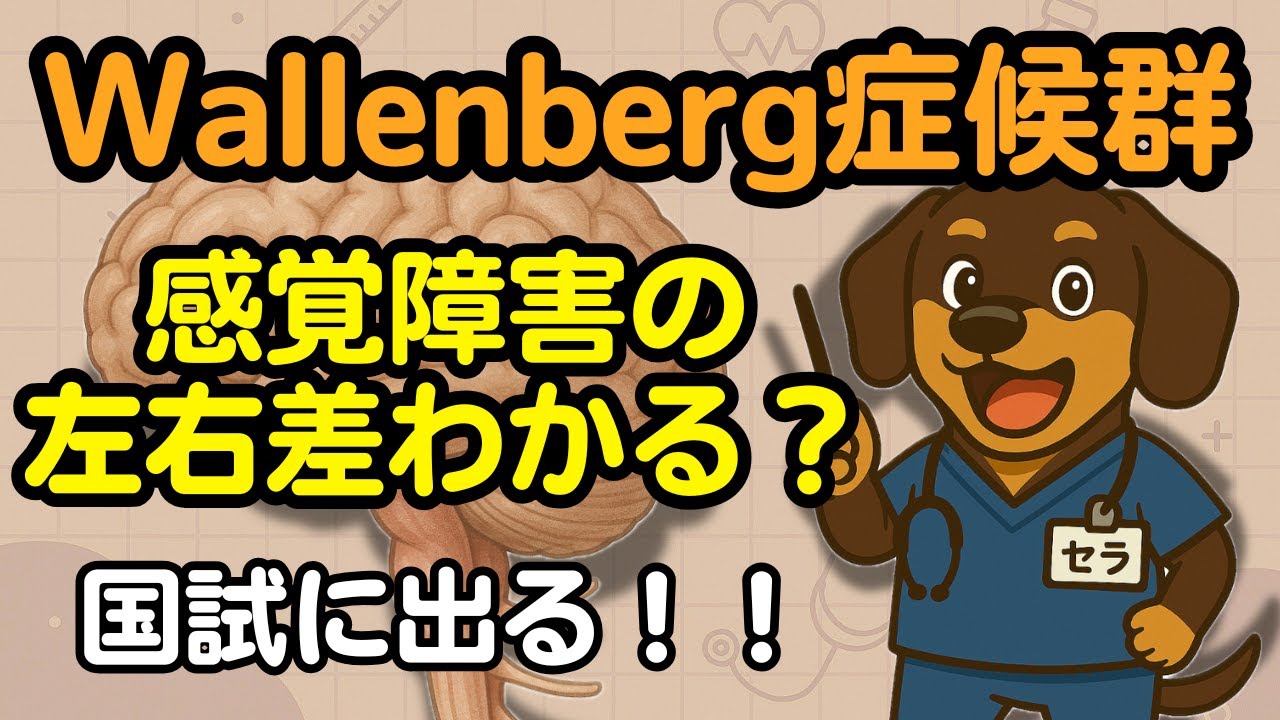 【病態理解】Wallenberg症候群ってなに？国試にも出る！#国家試験 #作業療法 #理学療法 #リハ学生　#看護学生　#医療学生 #ワレンベルグ