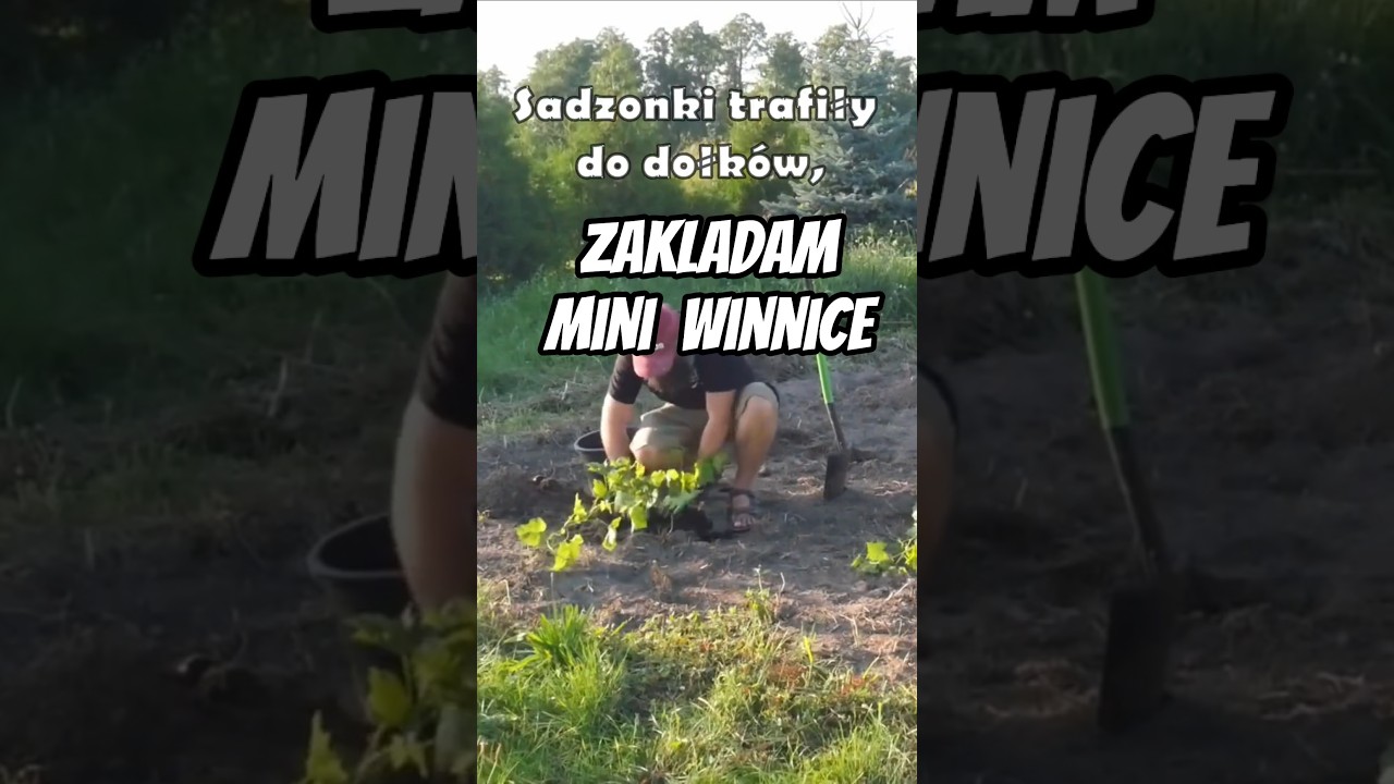 Jak Założyć Mini Winnice &ndash; Szybki Skr&oacute;t