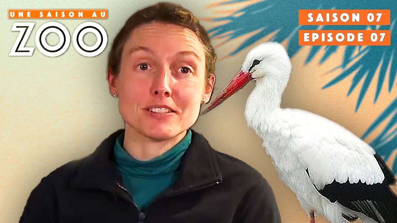 Mélanie surveille Noiraude la Cigogne de près... | S07EP07 | Émission Intégrale | Une Saison Au Zoo