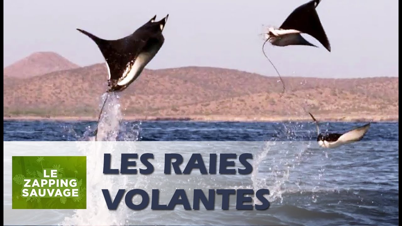 Ces raies s'envolent ! - ZAPPING SAUVAGE 39