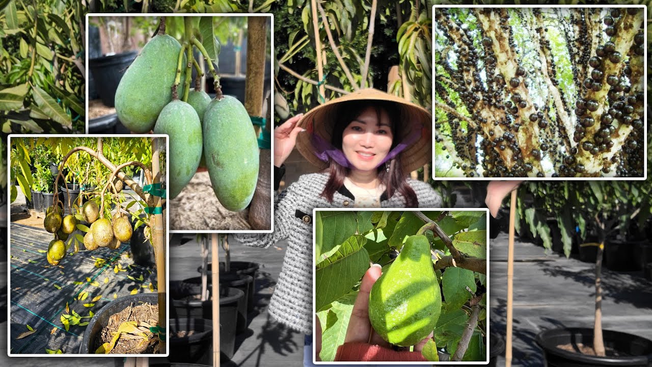 Vườn Cây Ăn Trái Người Việt ở Nam Cali Giá Rẻ Chưa Từng Thấy - Sale Lớn Nhanh Tay Kẻo Hết