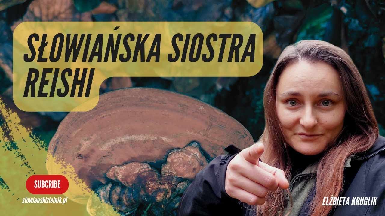 Lakownica spłaszczona (Ganoderma applanatum) - Słowiańska siostra Reishi