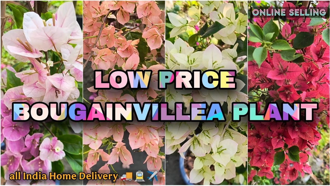 🔴LOW PRICE BOUGAINVILLEA PLANT//RARE BOUGAINVILLEA VARIETIES 🌱// ONLINE SELLING