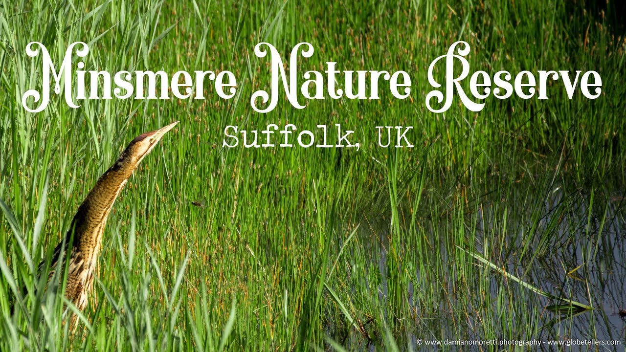 Bitterns and other friends of RSPB Minsmere Nature Reserve