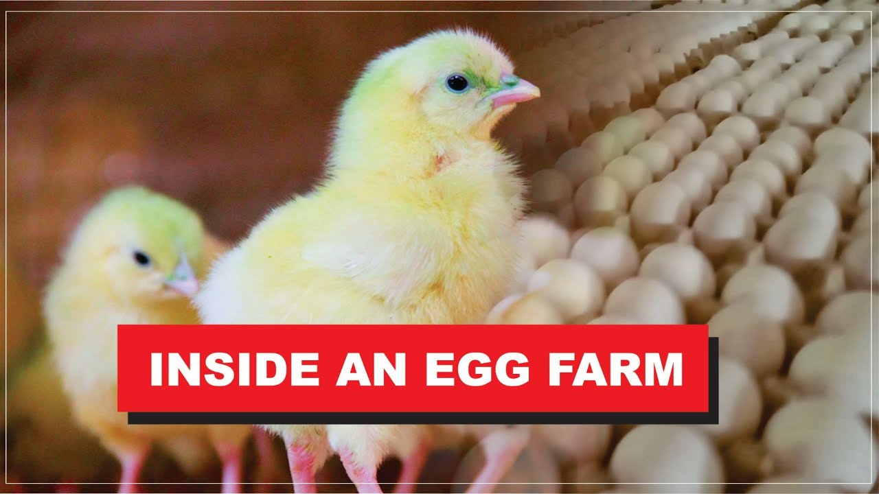 Inside Egg farm revealed. Sustainable agriculture?
