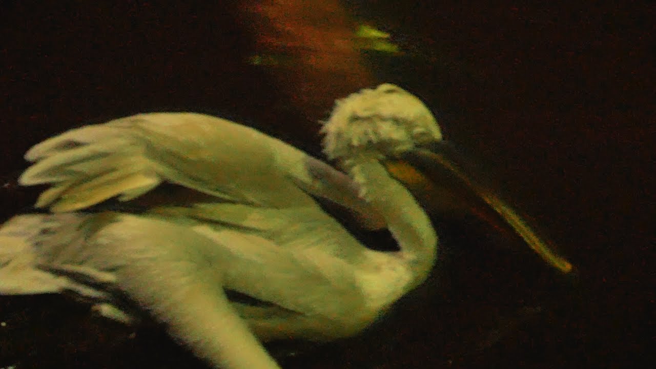 Pelican birds prey at Night in Night Safari Singapore.pelicans bird video