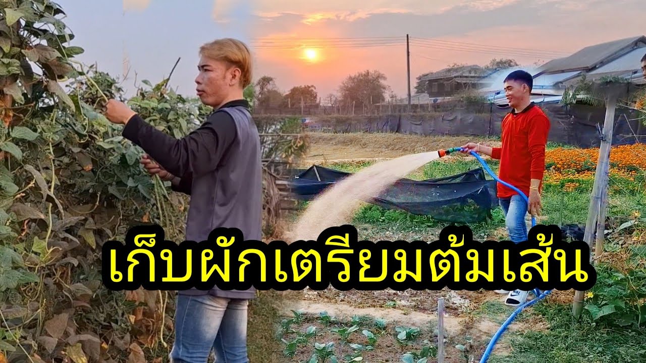 Ep: 1354 เก็บผักบ่าวเอื้อเตรียมต้มเข้าเปียกเส้นสู่2เถ้ากิน