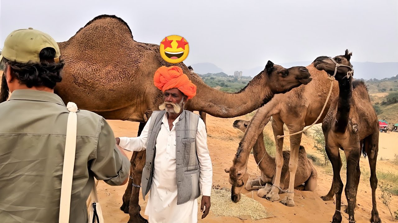 Back Again To The Sands Of Pushkar Desert